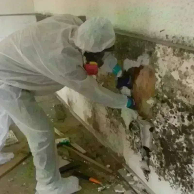 Mold Remediation and Removal in Fletcher, OK